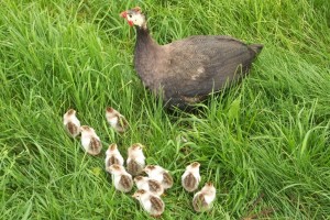 Momma guinea hen with her babies