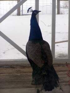 Meet Larry. Our Peacock.